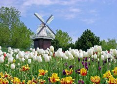 荷蘭市場投資攻略，外國人如何注冊公司？